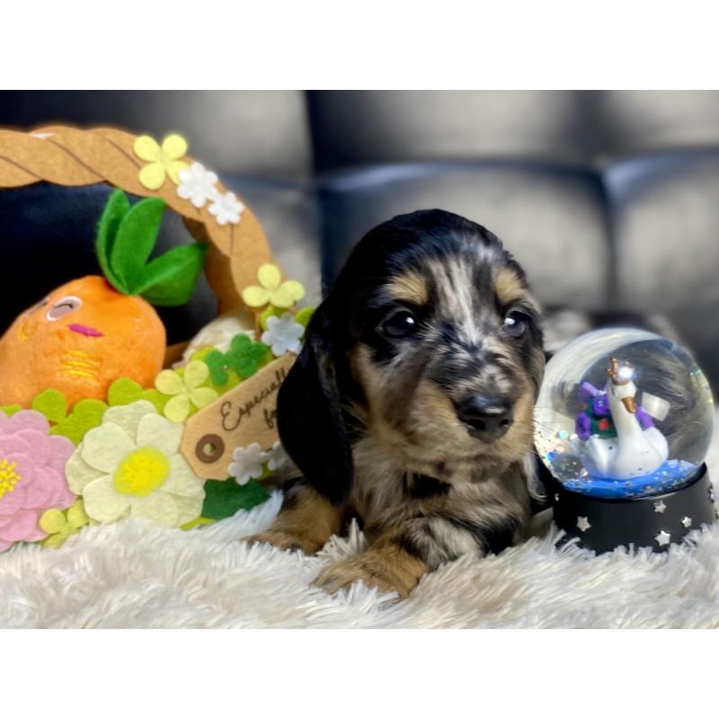 販売中の岐阜県のミニチュアダックスフンド(ロングヘアード)-429426の12枚目