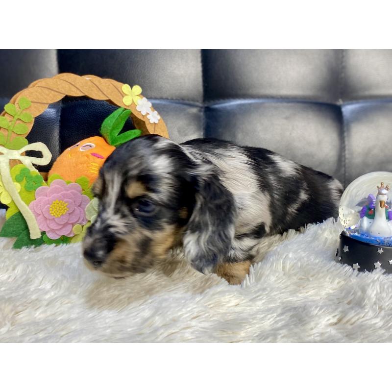 販売中の岐阜県のミニチュアダックスフンド(ロングヘアード)-429426の11枚目