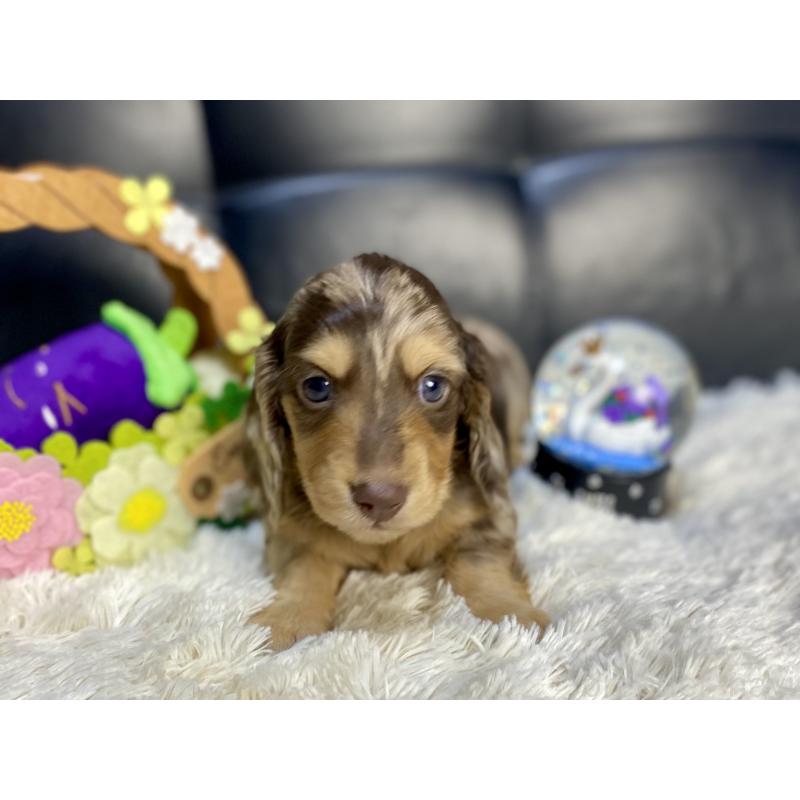 販売中の岐阜県のミニチュアダックスフンド(ロングヘアード)-429421の13枚目