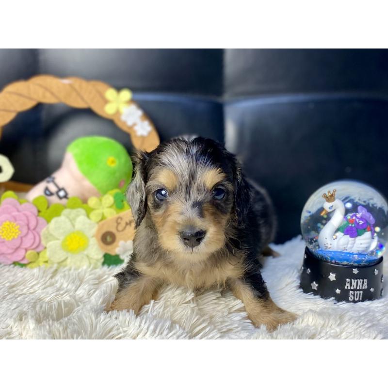 成約済の岐阜県のミニチュアダックスフンド(ロングヘアード)-432063の10枚目