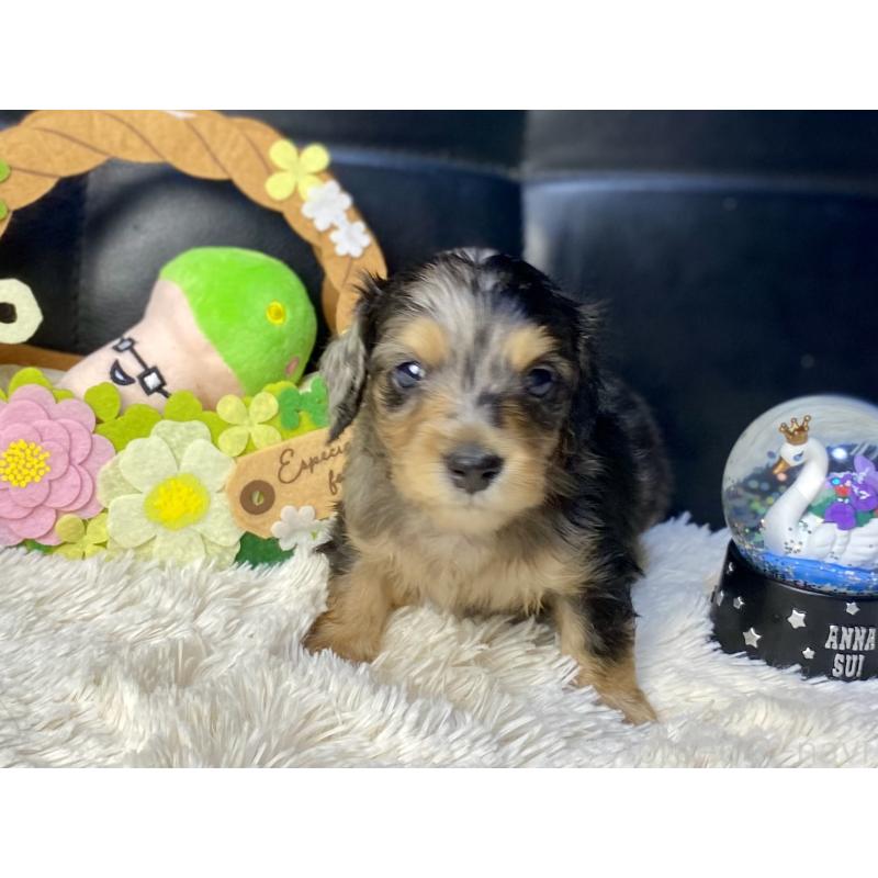 成約済の岐阜県のミニチュアダックスフンド(ロングヘアード)-432063の9枚目