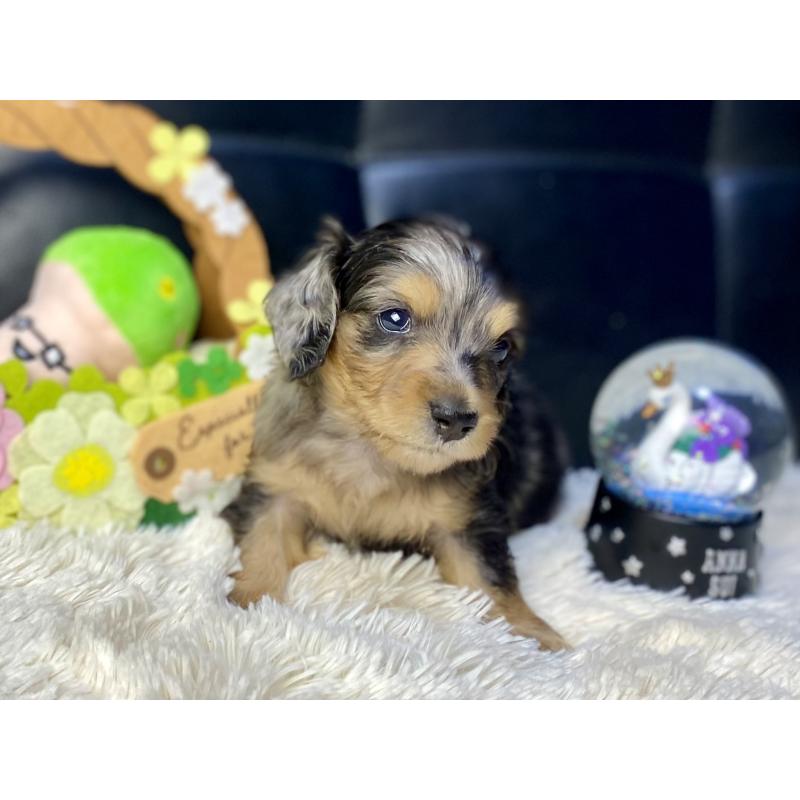 成約済の岐阜県のミニチュアダックスフンド(ロングヘアード)-432063の8枚目