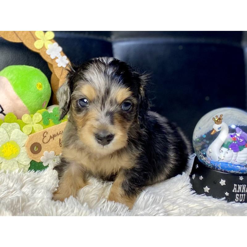 成約済の岐阜県のミニチュアダックスフンド(ロングヘアード)-432063の7枚目