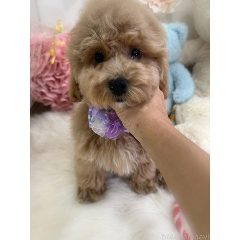 販売中の香川県のビションプー:ビションフリーゼ×トイプードル-417284の2枚目