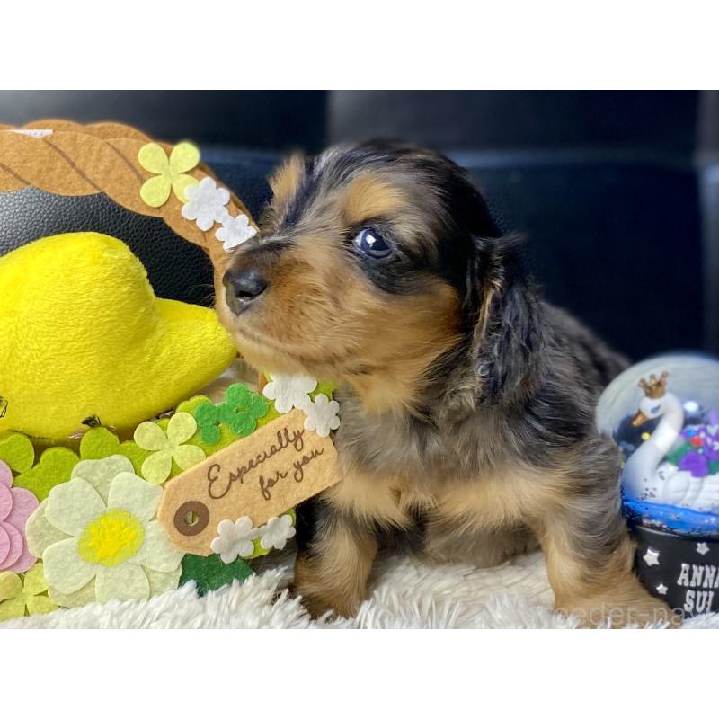 成約済の岐阜県のミニチュアダックスフンド(ロングヘアード)-432632の11枚目