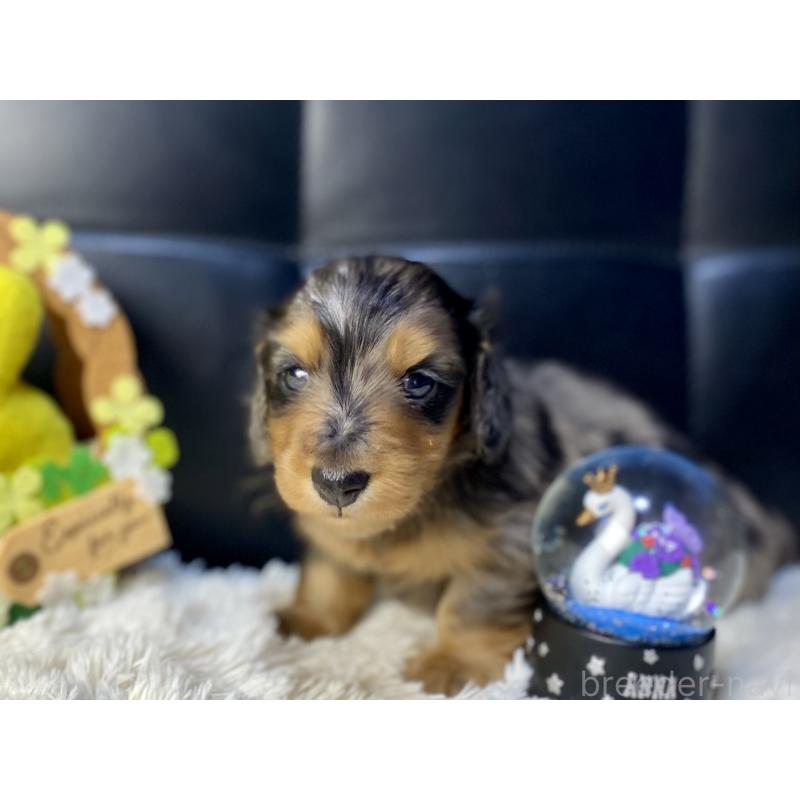 成約済の岐阜県のミニチュアダックスフンド(ロングヘアード)-432632の10枚目