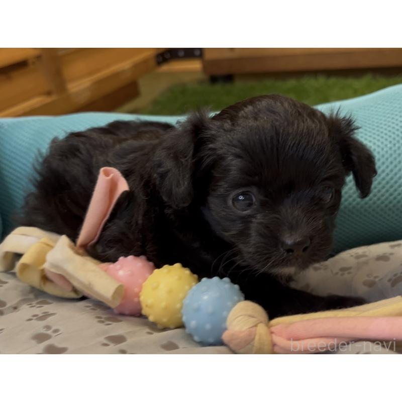 販売中の埼玉県のチワプー:チワワ×トイプードル-425759の4枚目