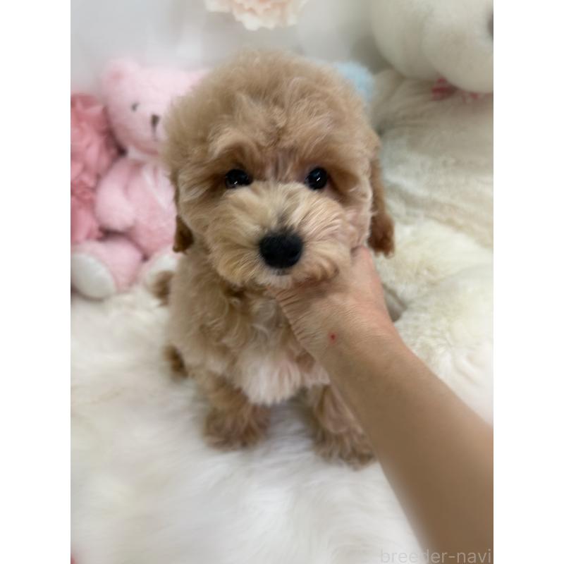 販売中の香川県のビションプー:ビションフリーゼ×トイプードル-417286の4枚目