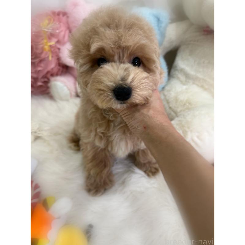 販売中の香川県のビションプー:ビションフリーゼ×トイプードル-417286の3枚目