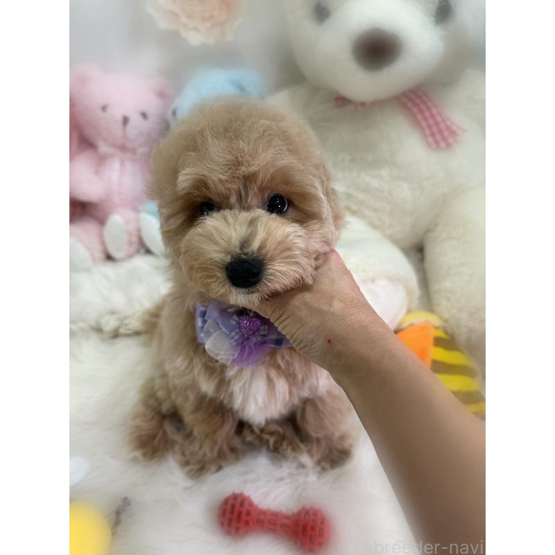 販売中の香川県のビションプー:ビションフリーゼ×トイプードル-417286の2枚目