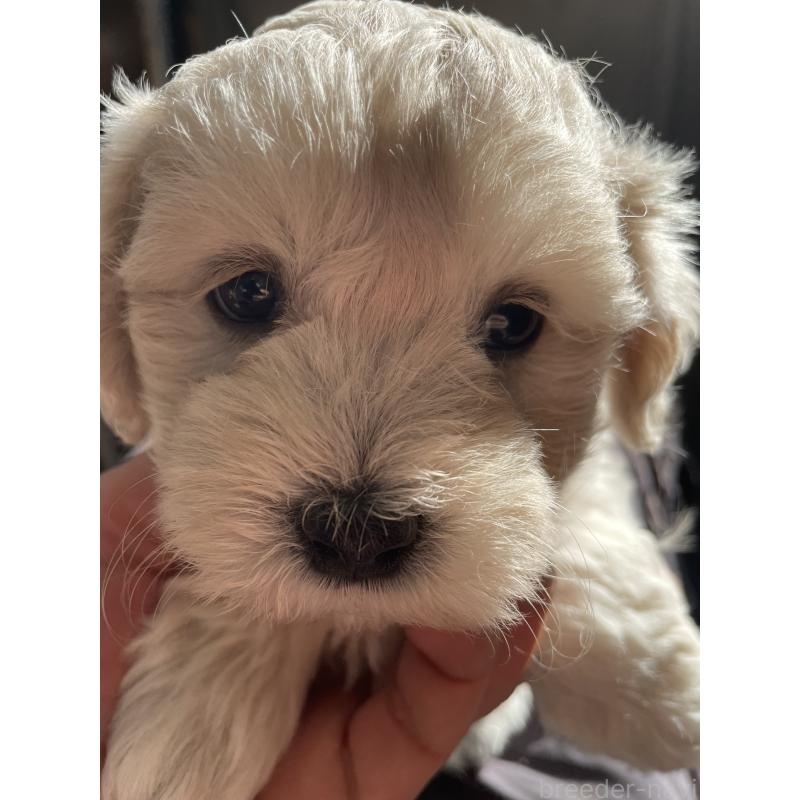 販売中の栃木県のミックス犬-424365