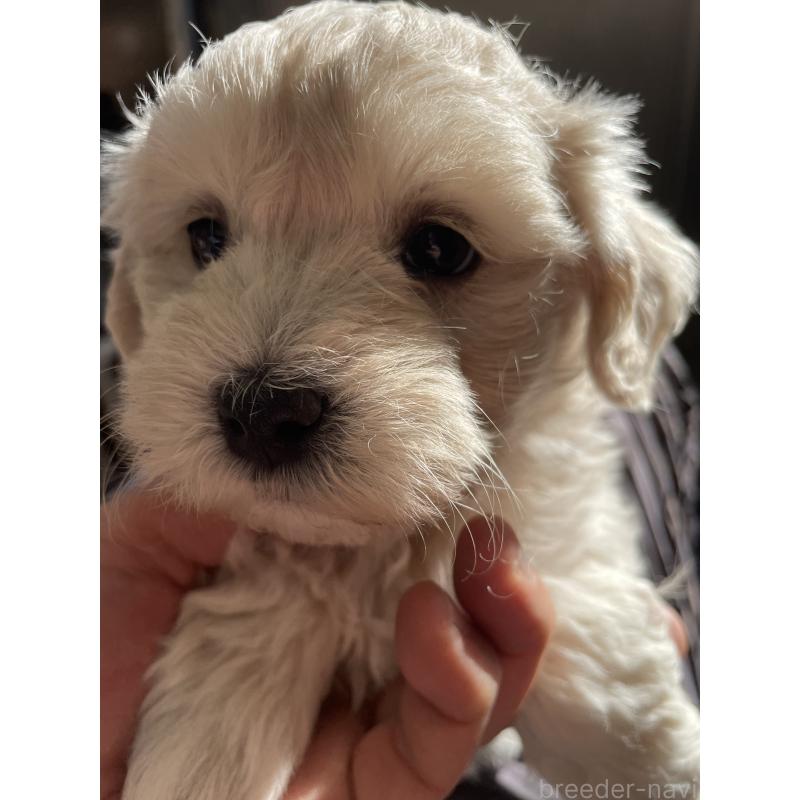 販売中の栃木県のミックス犬-424365の2枚目