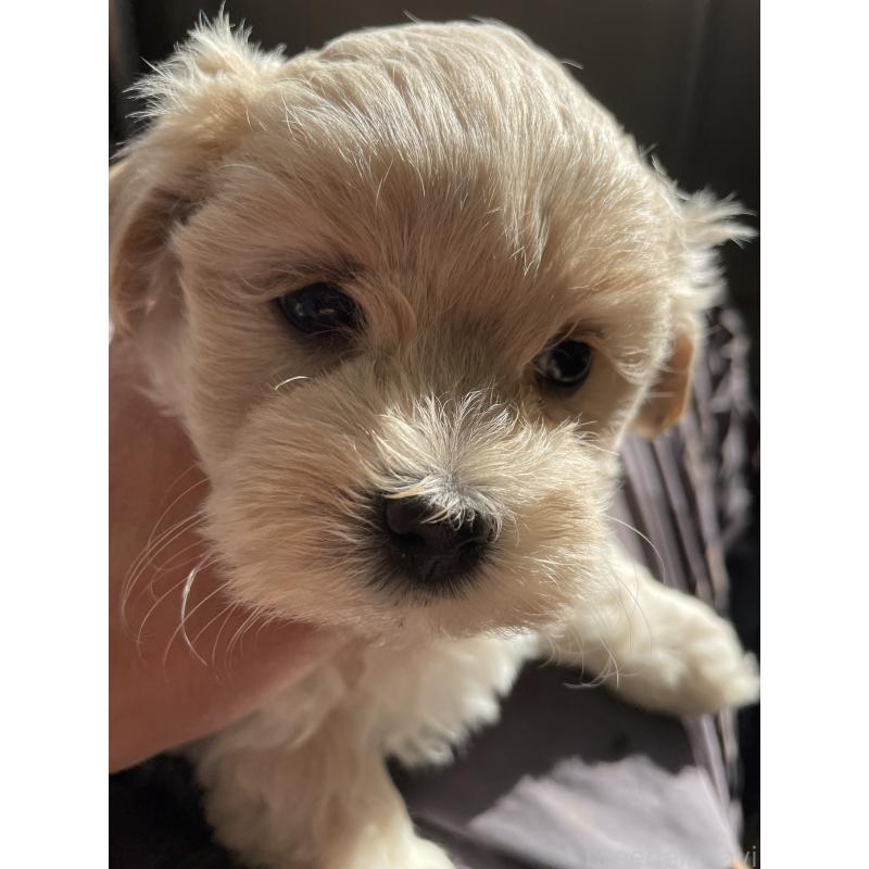 販売中の栃木県のミックス犬-424367