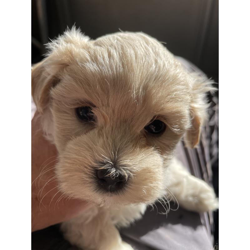 販売中の栃木県のミックス犬-424367の2枚目