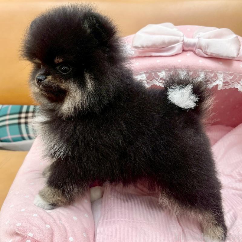 販売中の大阪府のポメラニアン-433172の9枚目