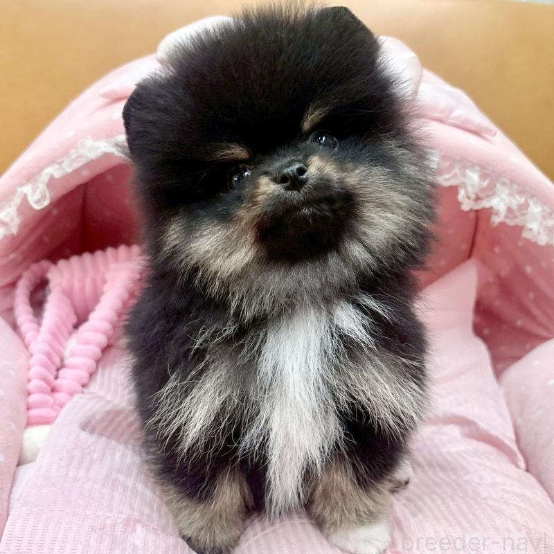 販売中の大阪府のポメラニアン-433172の6枚目