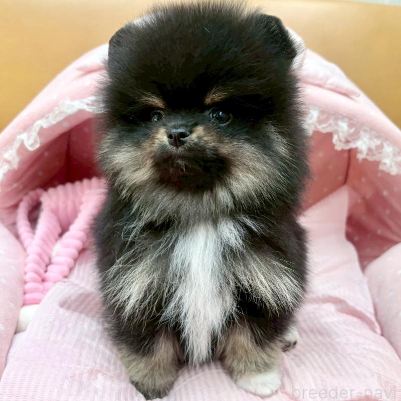 販売中の大阪府のポメラニアン-433172の5枚目