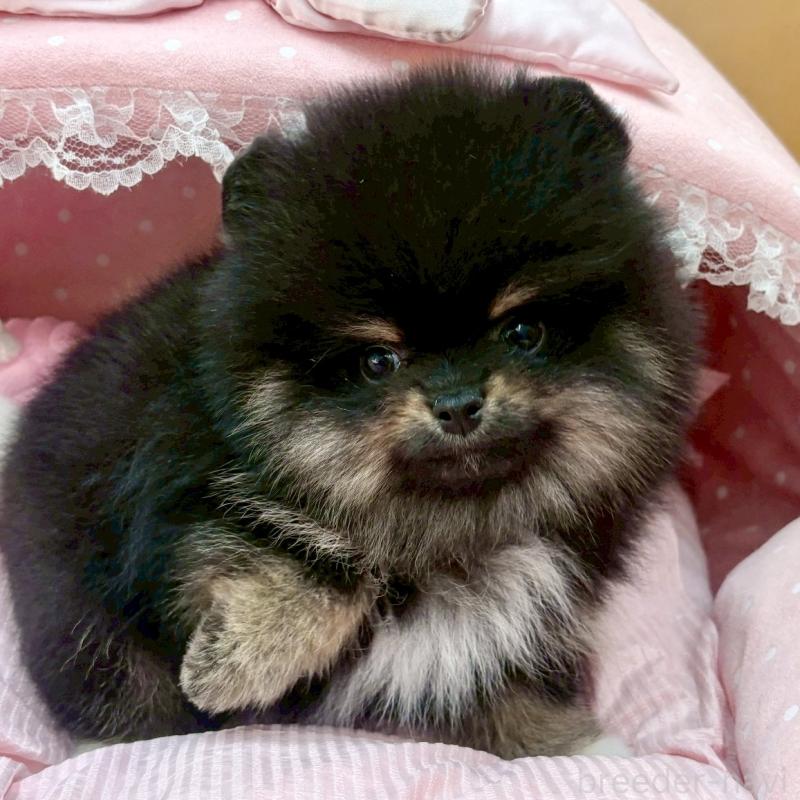 販売中の大阪府のポメラニアン-433172の3枚目