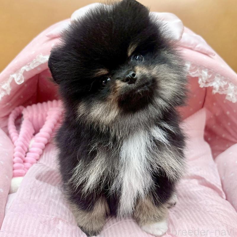 販売中の大阪府のポメラニアン-433172の2枚目