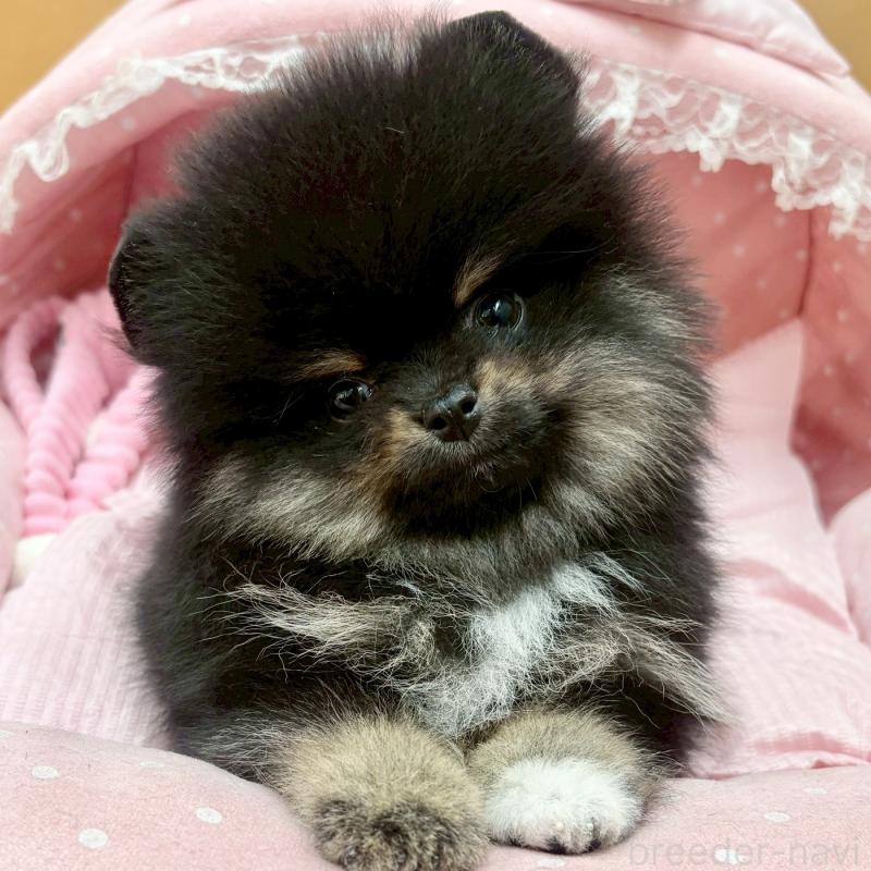 販売中の大阪府のポメラニアン-433172