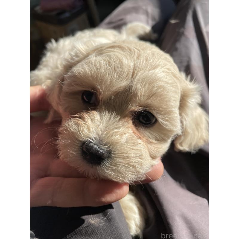 販売中の栃木県のミックス犬-424370の2枚目