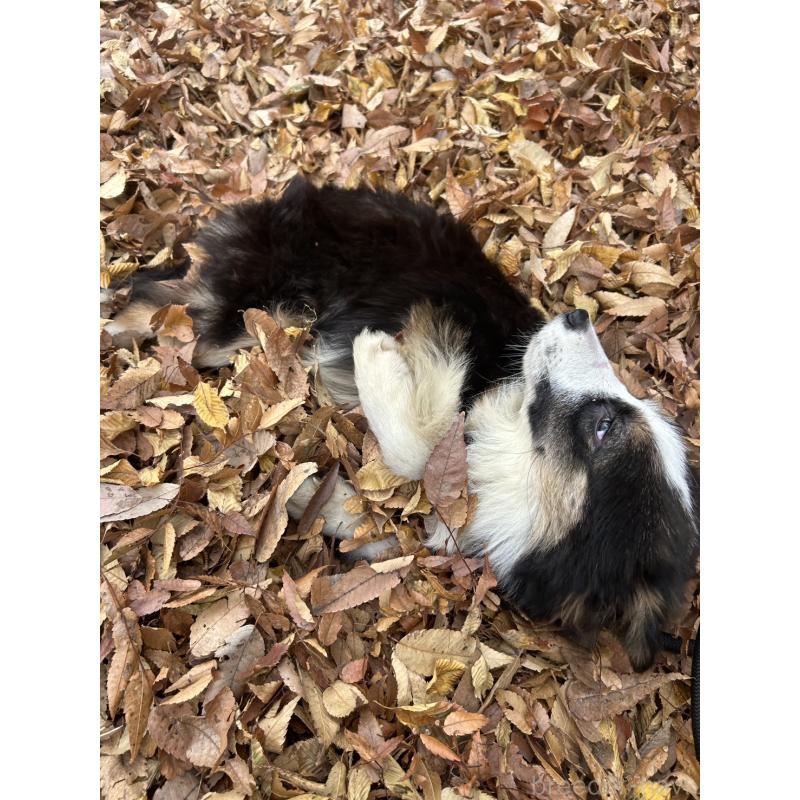 販売中の東京都のボーダーコリー-433174の7枚目