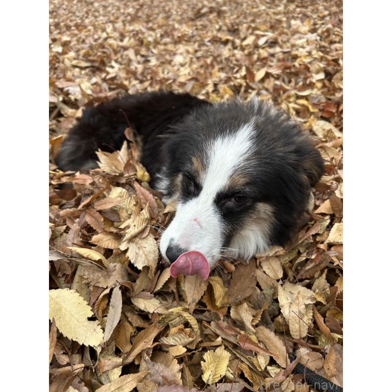 販売中の東京都のボーダーコリー-433174の6枚目