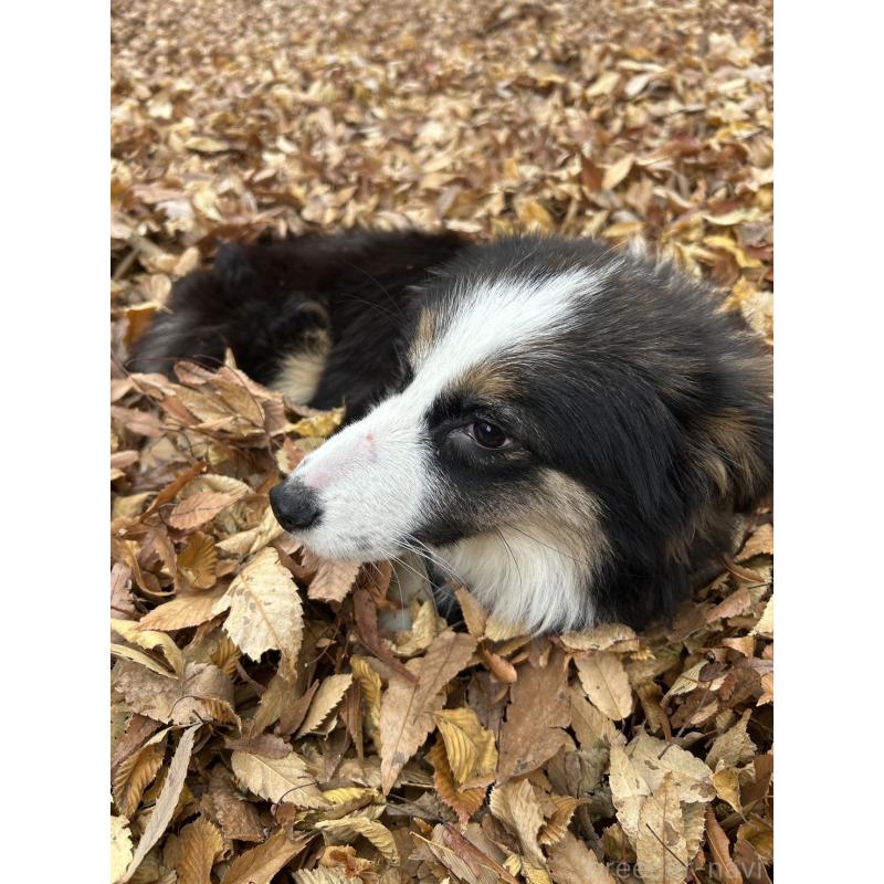 販売中の東京都のボーダーコリー-433174の5枚目