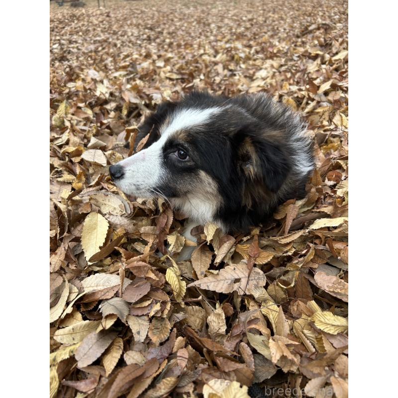 販売中の東京都のボーダーコリー-433174の4枚目