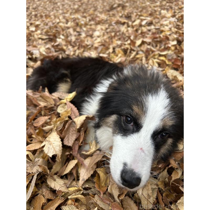 販売中の東京都のボーダーコリー-433174の3枚目