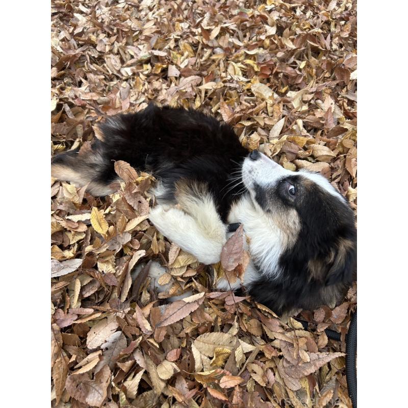 販売中の東京都のボーダーコリー-433174の2枚目