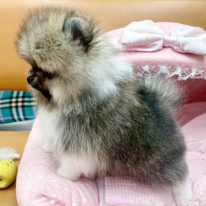 販売中の大阪府のポメラニアン-433175の9枚目