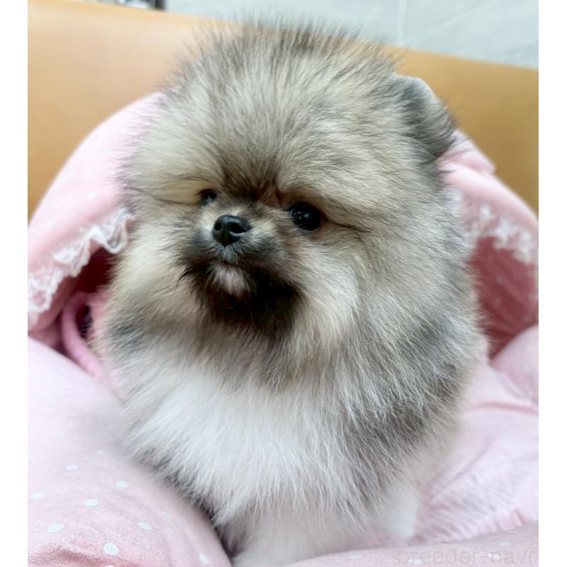 販売中の大阪府のポメラニアン-433175の8枚目