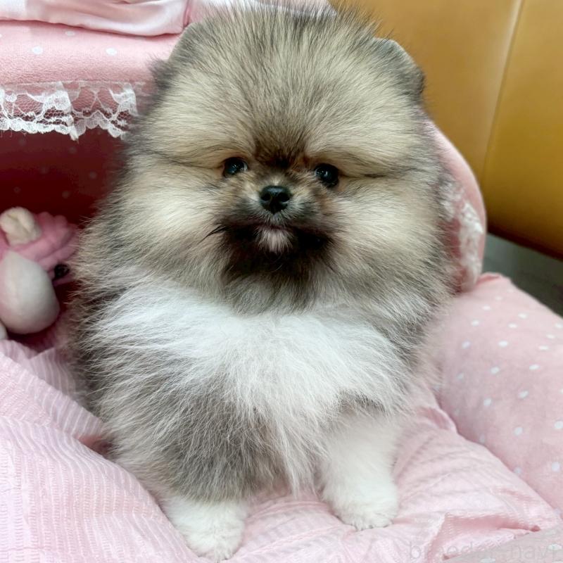 販売中の大阪府のポメラニアン-433175の6枚目