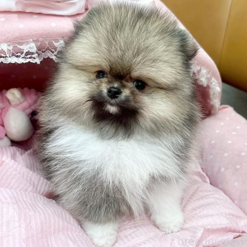 販売中の大阪府のポメラニアン-433175の5枚目