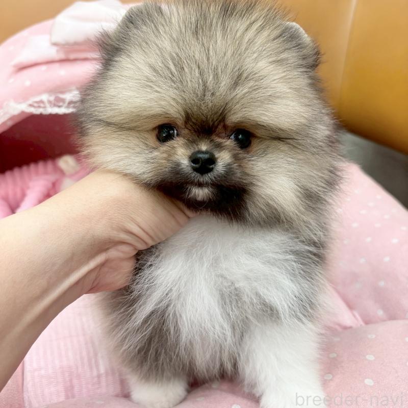 販売中の大阪府のポメラニアン-433175の3枚目