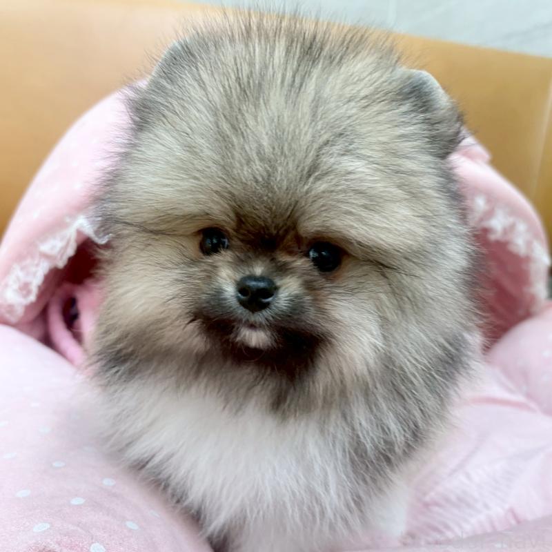 販売中の大阪府のポメラニアン-433175の2枚目