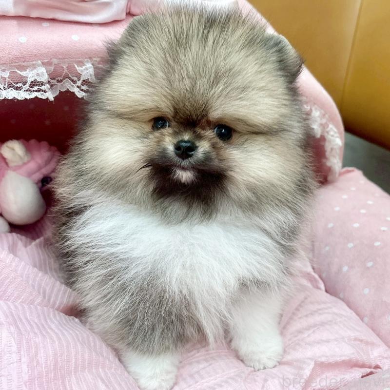 販売中の大阪府のポメラニアン-433175