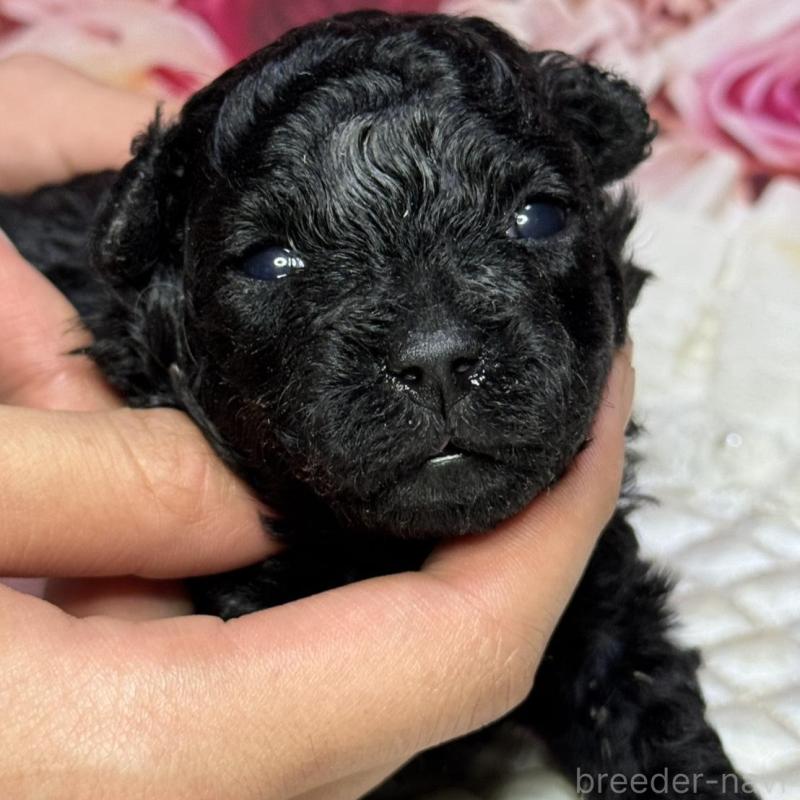 販売中の広島県のタイニープードル-433179