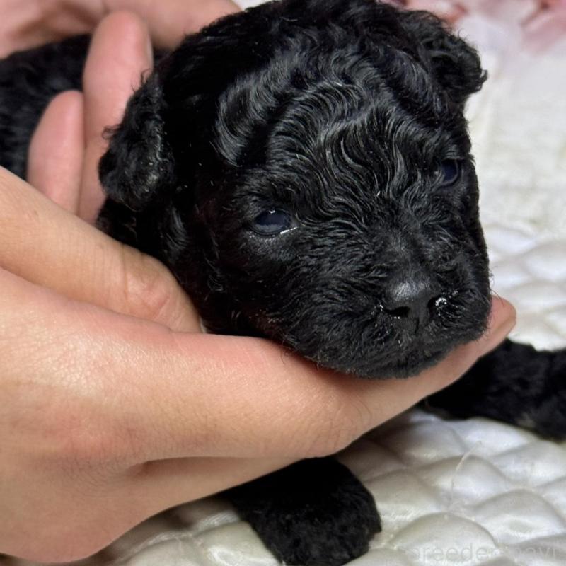 販売中の広島県のタイニープードル-433179の5枚目