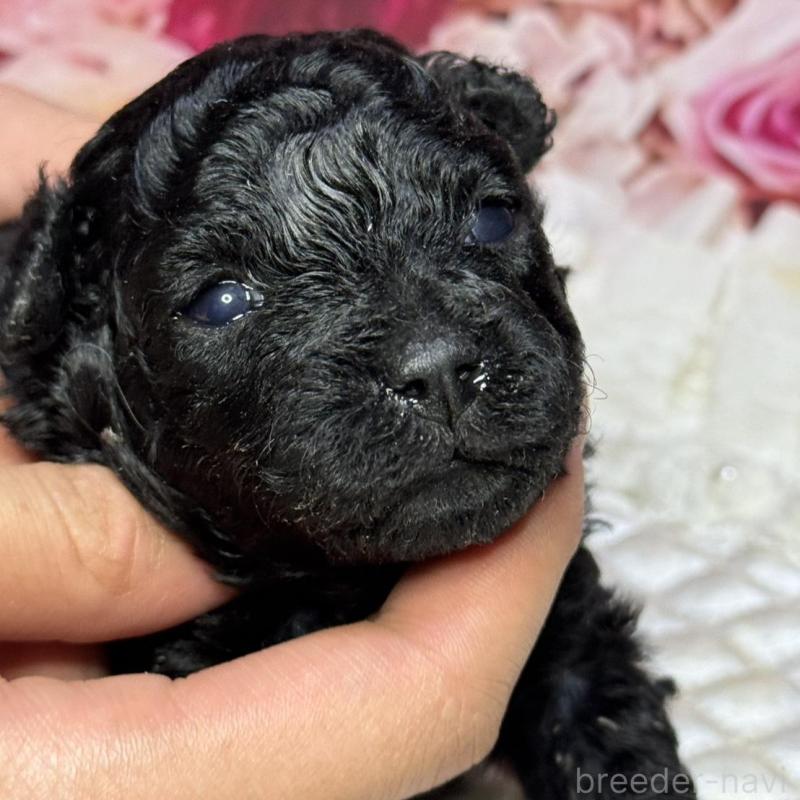 販売中の広島県のタイニープードル-433179の4枚目