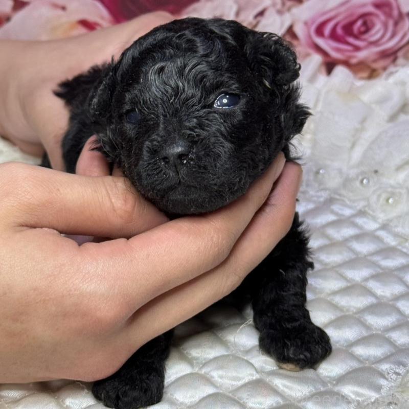 販売中の広島県のタイニープードル-433179の3枚目