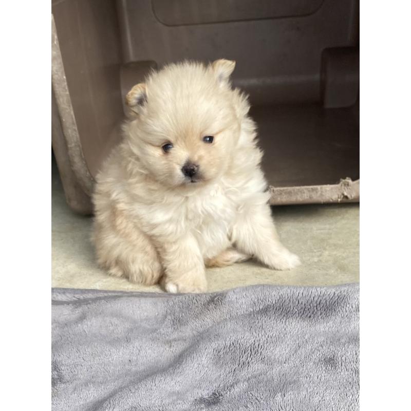 成約済の兵庫県のポメラニアン-430868の2枚目