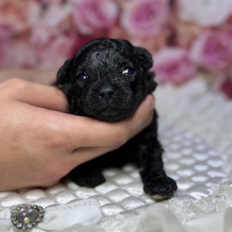 販売中の広島県のタイニープードル-433179の2枚目