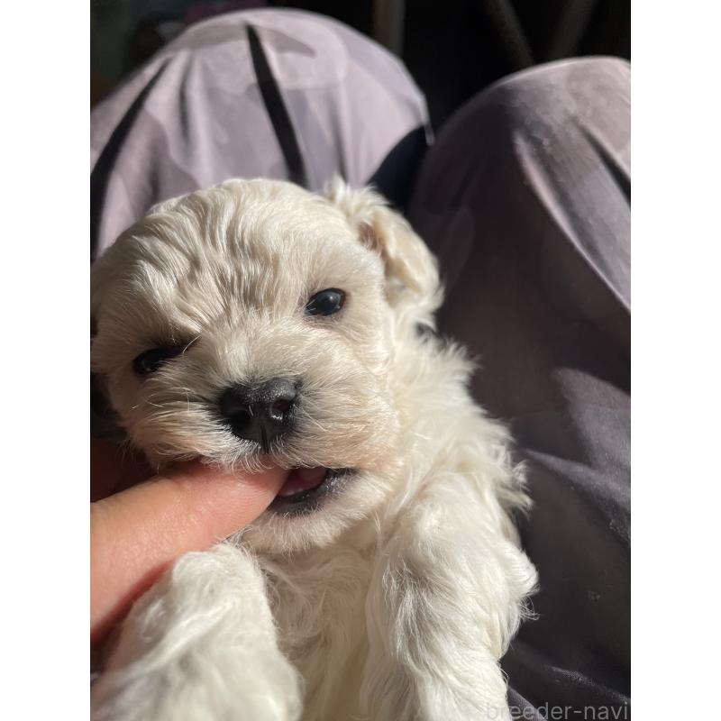 販売中の栃木県のミックス犬-427180の2枚目