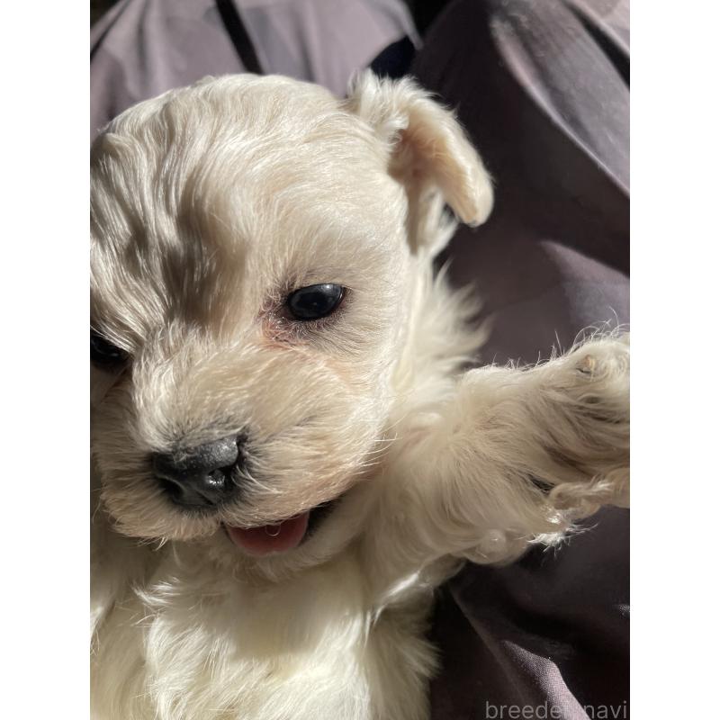 販売中の栃木県のミックス犬-427179の2枚目