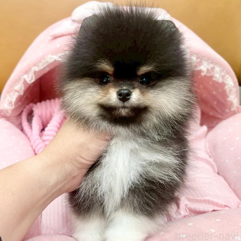販売中の大阪府のポメラニアン-433182の9枚目