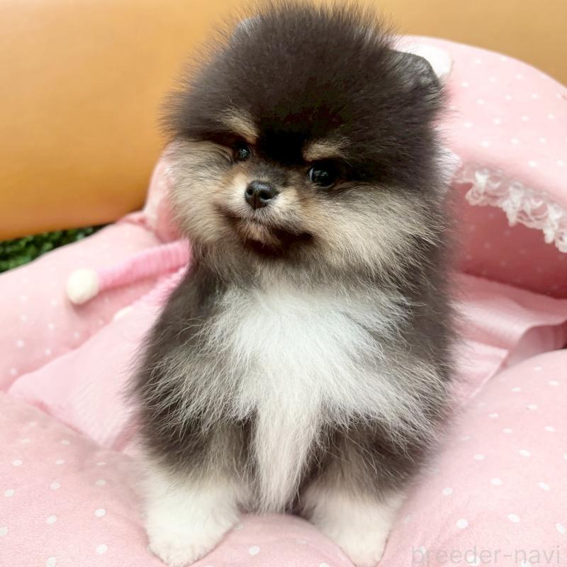 販売中の大阪府のポメラニアン-433182の8枚目