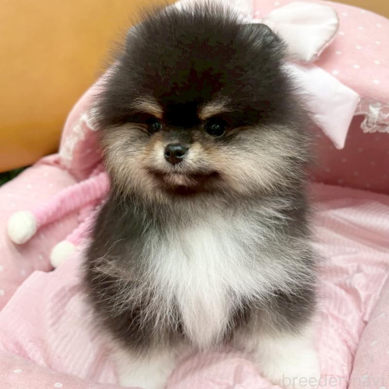 販売中の大阪府のポメラニアン-433182の7枚目