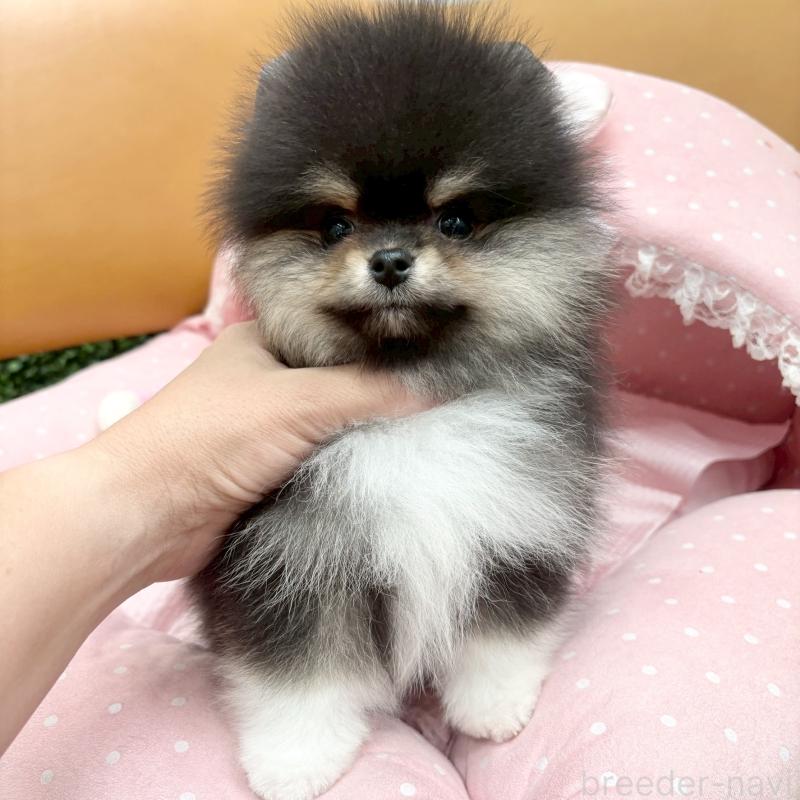 販売中の大阪府のポメラニアン-433182の6枚目
